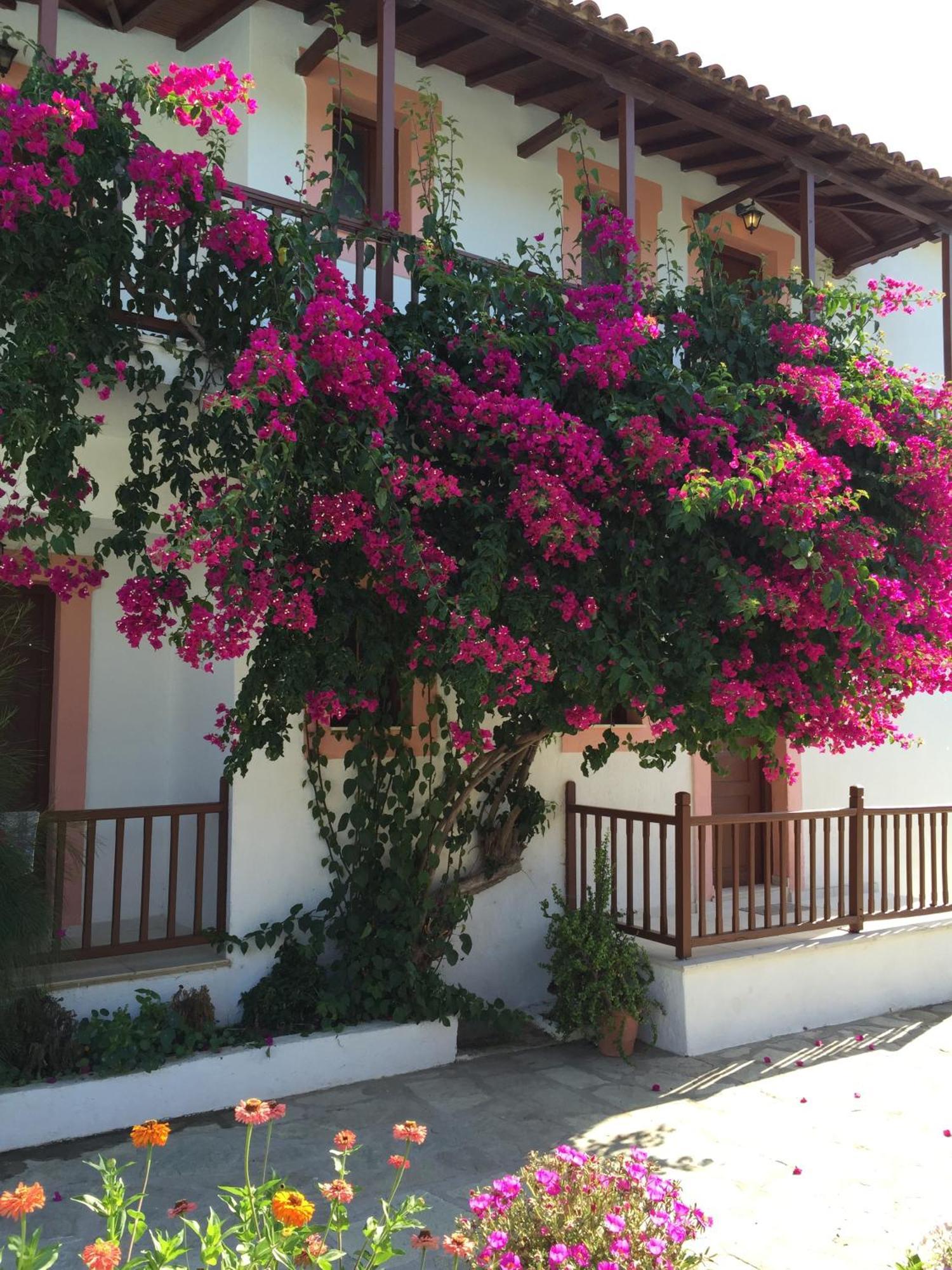 Marigoula Village Skopelos stad Exteriör bild